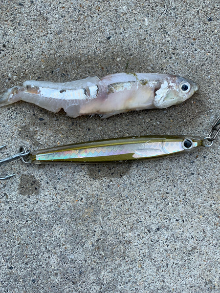 epoxy jig lure rainbait and bay anchovy match the hatch