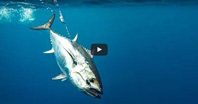 Vertical Jigging For Bluefin Tuna Off Cape Cod, MA 