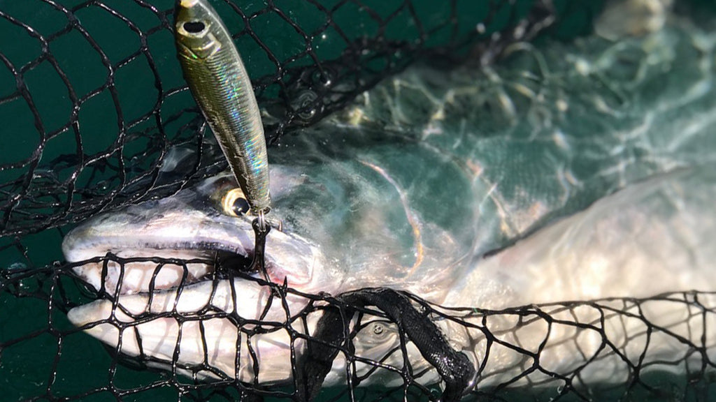 Pro Talk: Sand Lance - Needlefish Jigs For Chinook (King) Salmon – Hogy  Lure Company Online Shop