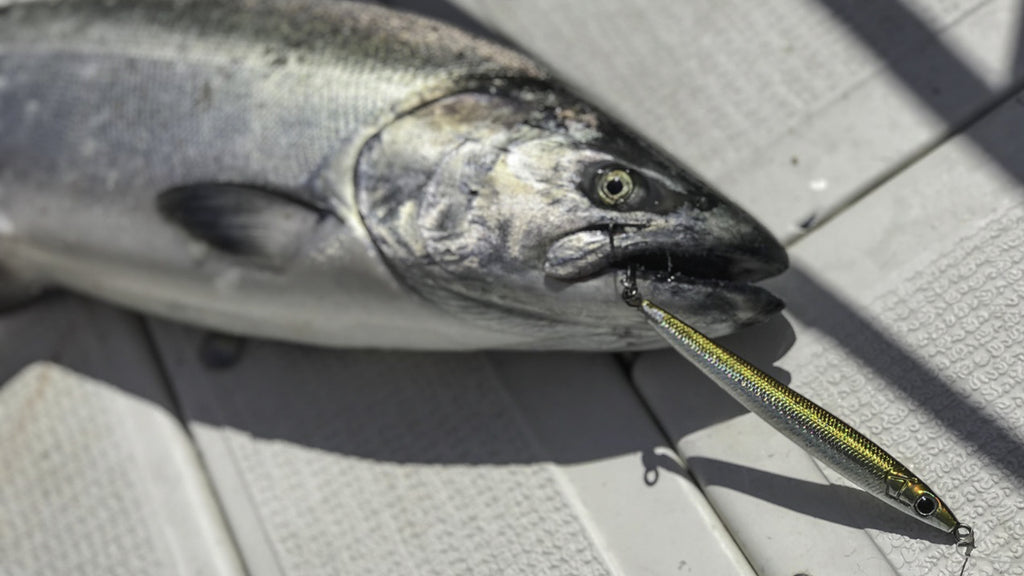 Pro Talk: Sand Lance - Needlefish Jigs For Chinook (King) Salmon – Hogy Lure  Company Online Shop