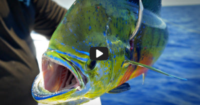 Featured Videos – Hogy Lure Company Online Shop