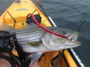 Pro Talk: Tips for Trolling Tube and Worm from a Kayak – Hogy Lure