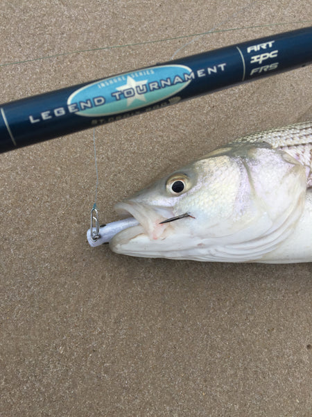 How-To: Rip Fishing for Striped Bass From Shore #157 – Hogy Lure Company  Online Shop