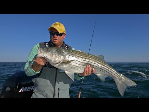 Line, Leaders and Terminal Connections - Striped Bass #110 – Hogy Lure  Company Online Shop