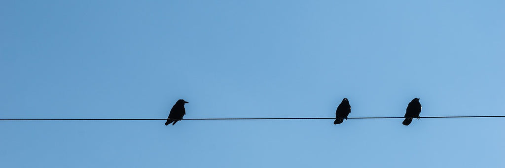 birds on powerline
