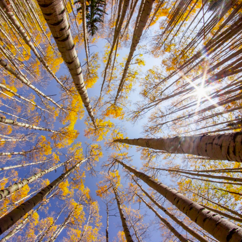 quaking aspen forest