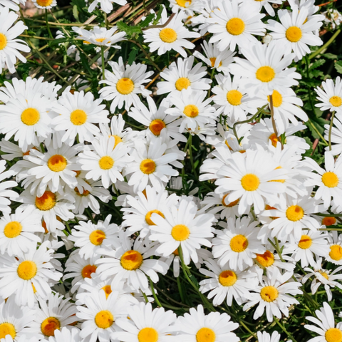 shasta daisies in bloom