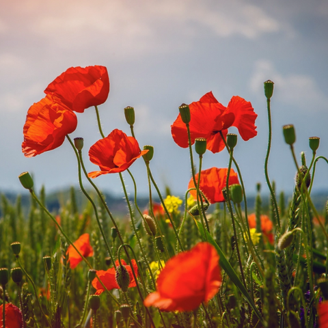 a field of poppies