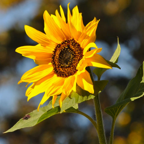 sunflower in bloom