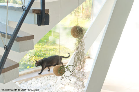 Hanging Etairnity Sphere with Spanish Moss in Living Room