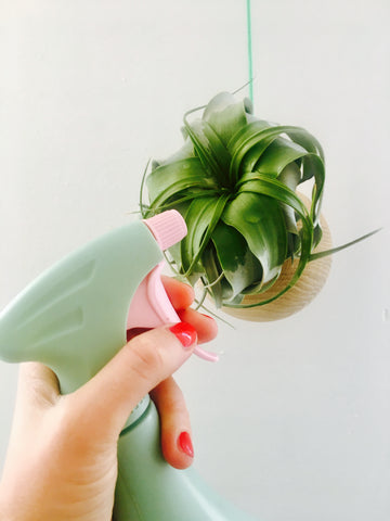 easy airplants watering