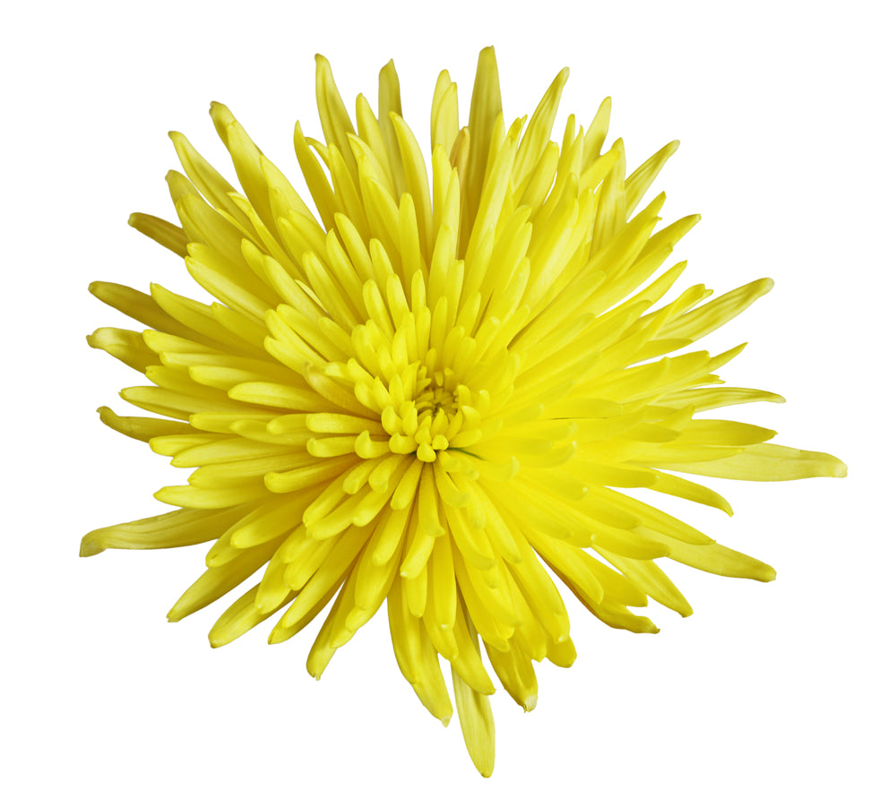 Chrysanthemums – Page 2 –