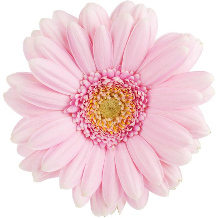 Light Pink Gerbera Daisy – FloralSection.com