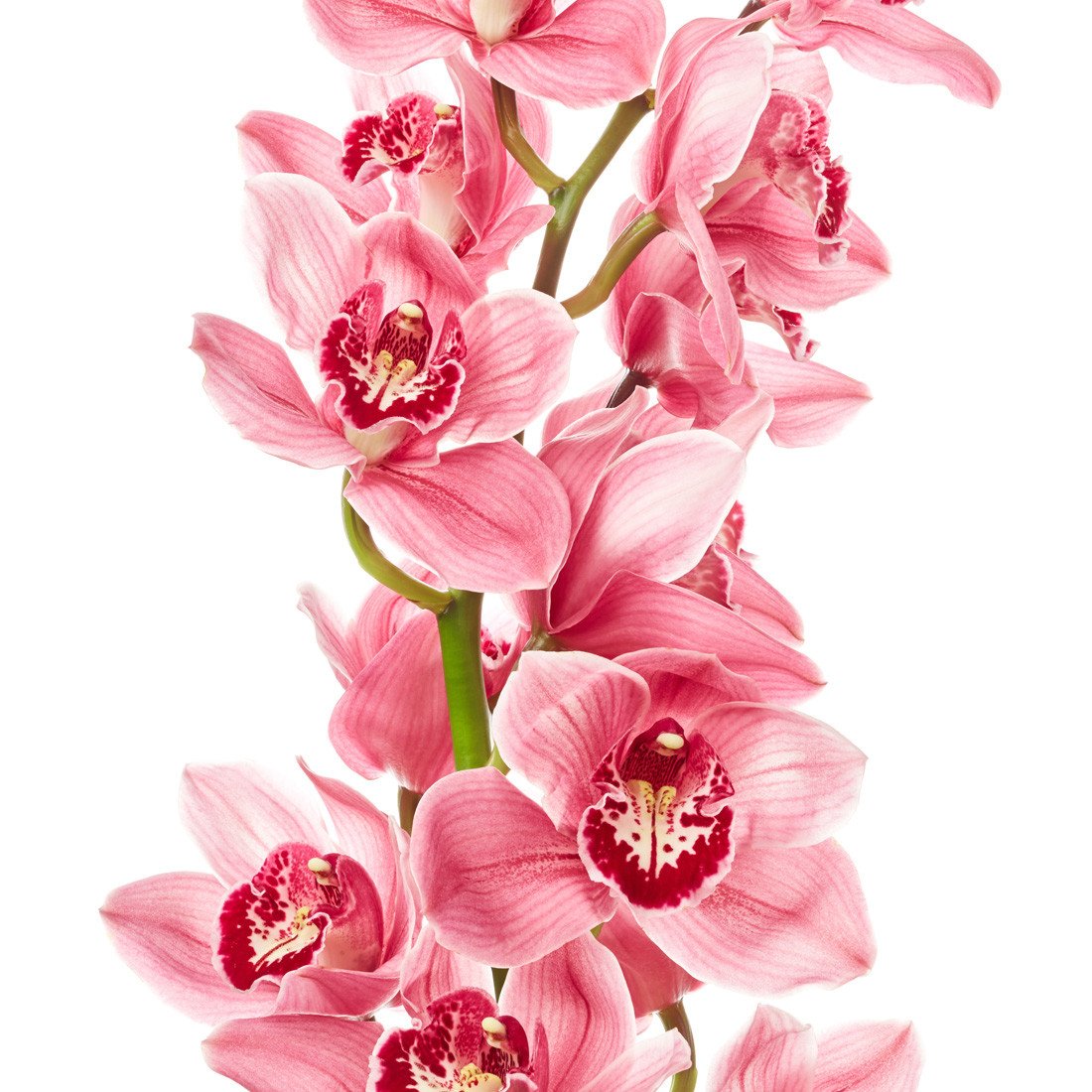 Cymbidium Orchids Pink