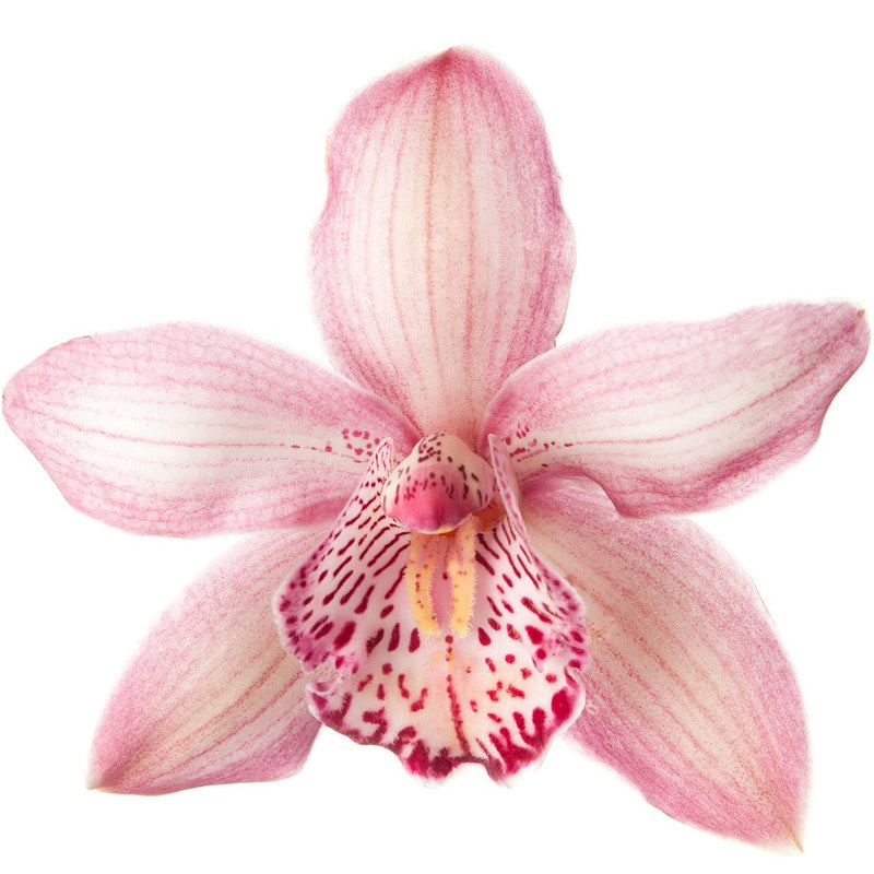 Cymbidium Orchids Pink 