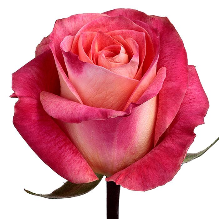 Роза big paula эквадор