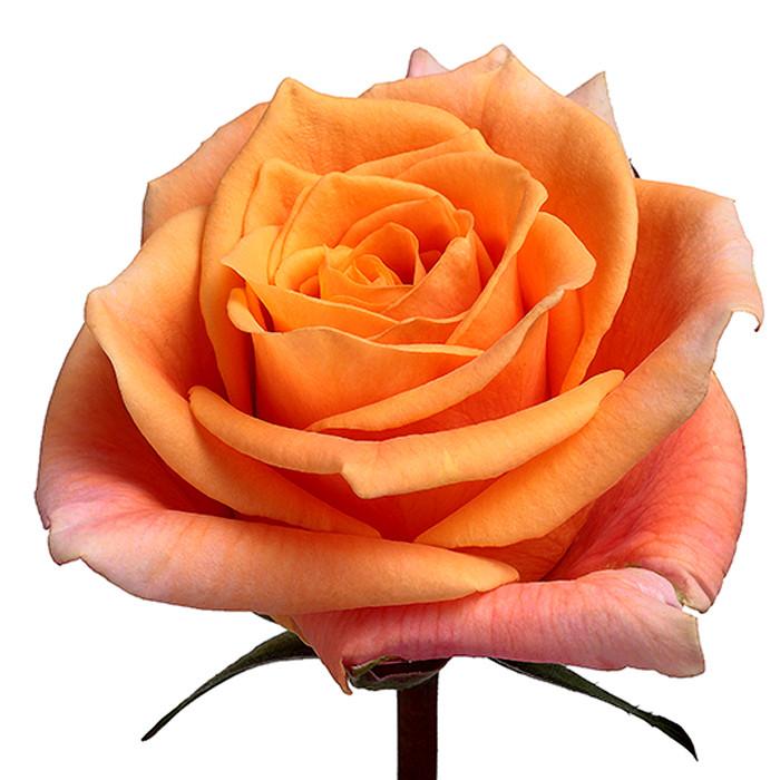 Карпе дием роза эквадор