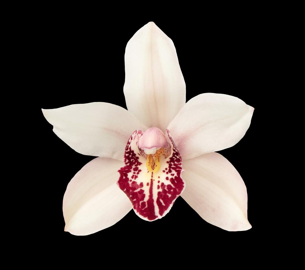 Cymbidium Orchid White – FloralSection.com
