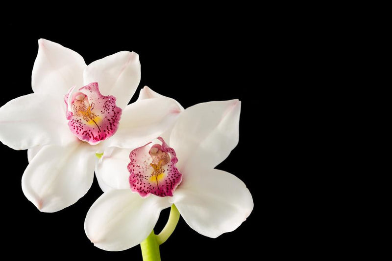 Cymbidium Orchid White 