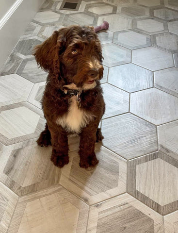 Best Pet-Friendly Flooring Guide