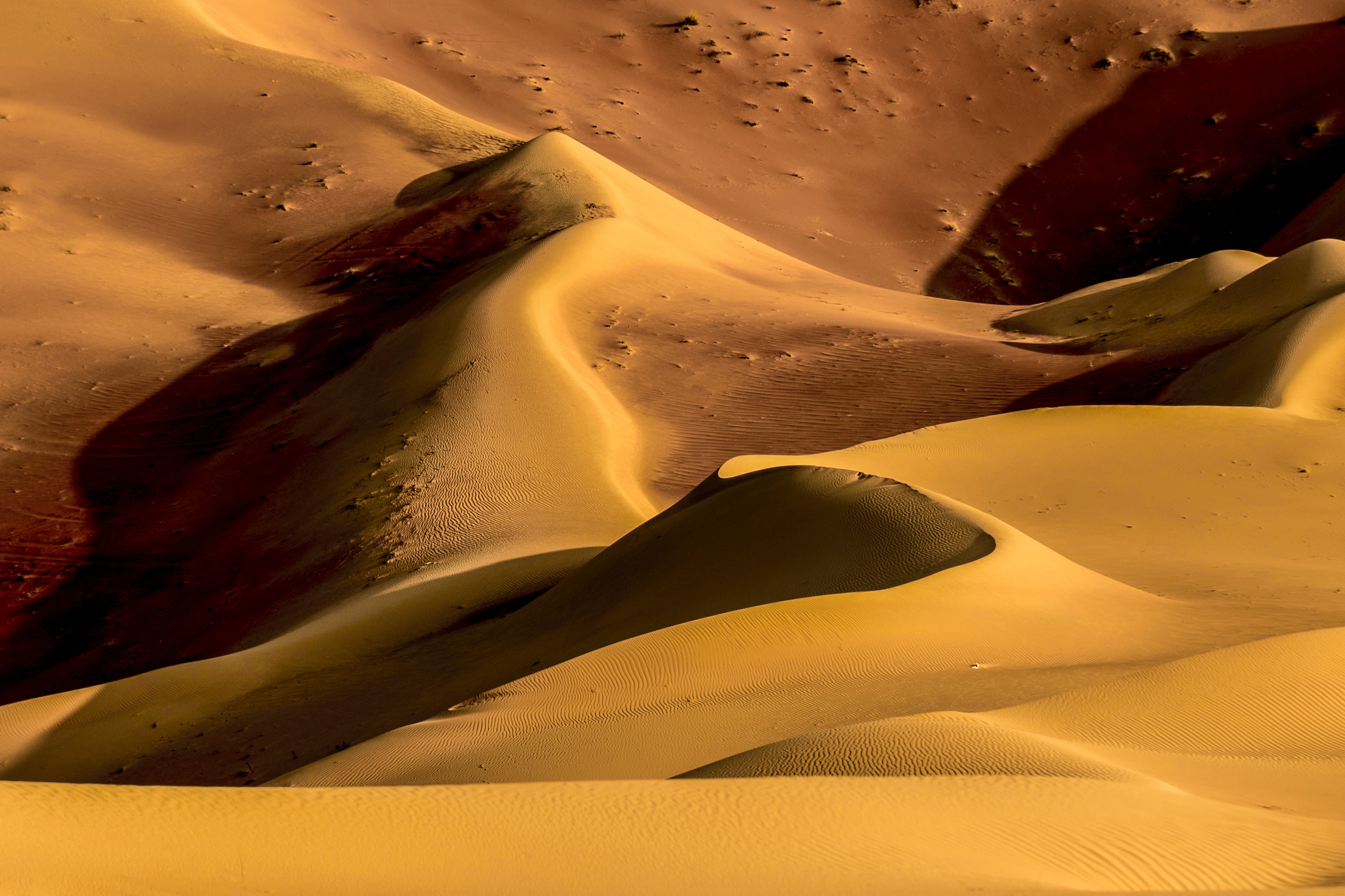 closeup photo of desert