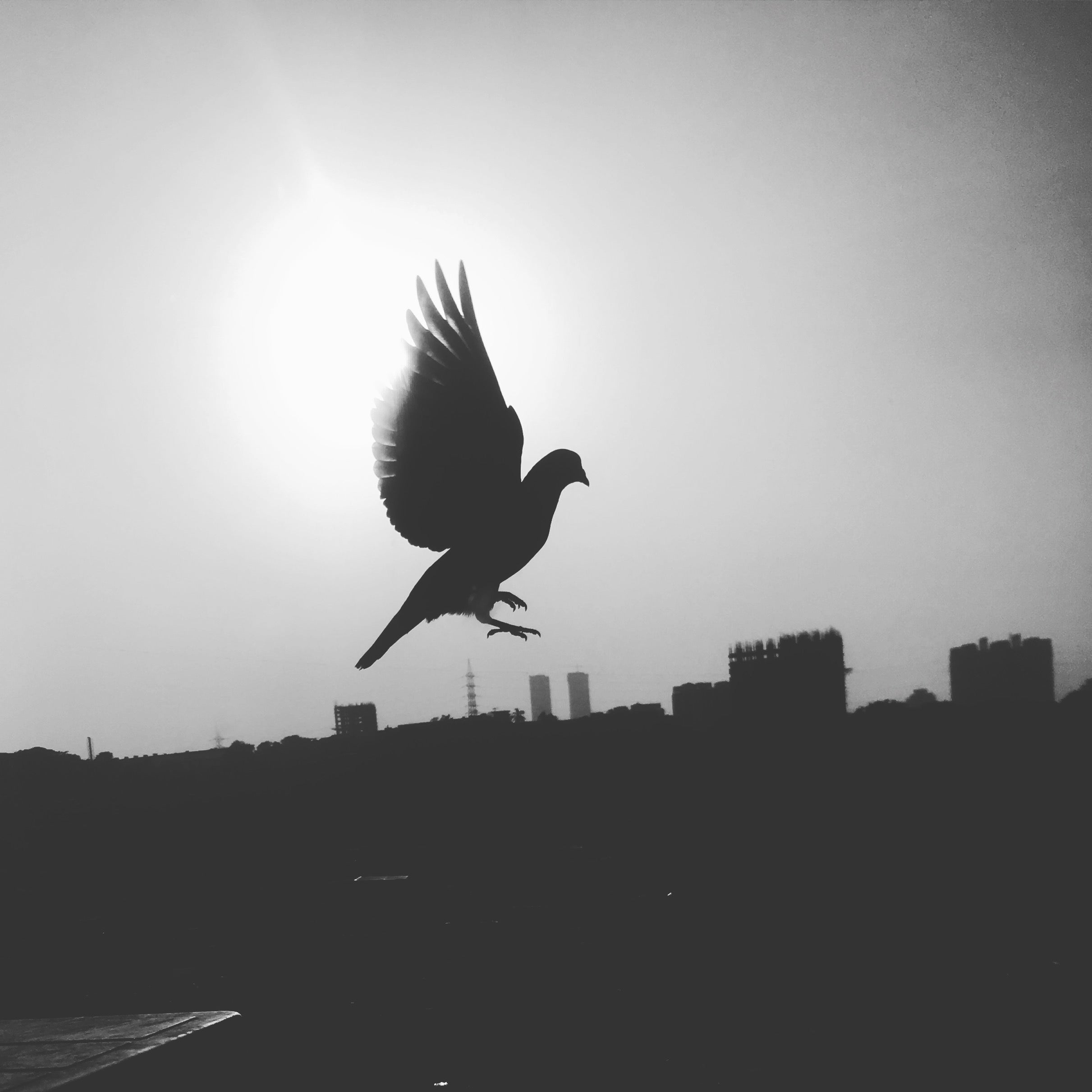 grayscale photography of bird flying