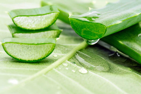 Tea Tree Oil And Aloe Vera For Scabies