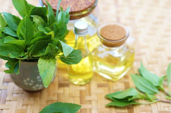 Basil Essential Oil