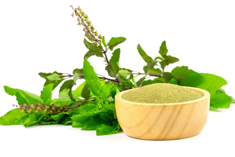 Benefits of Tulsi Powder For Hair | 3 Ways To Use Tulsi Powder For Hair –  VedaOils