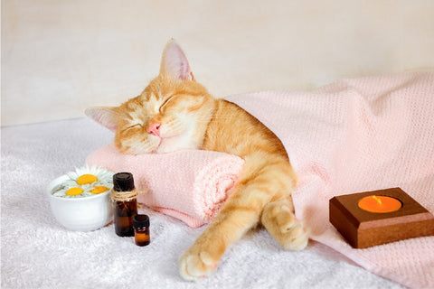 5 Things To Keep In Mind When Using Eucalyptus Oil For Cats