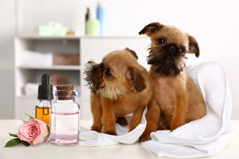Best Essential Oils For Dogs