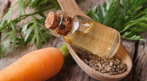 Carrot Seed Oil