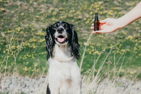 Lavender Essential Oil Benefits For Dogs