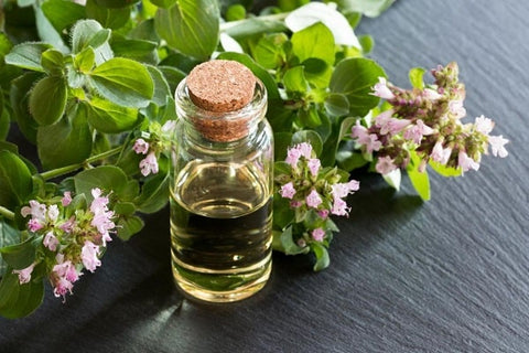 Is Oregano Oil Good For Cold?