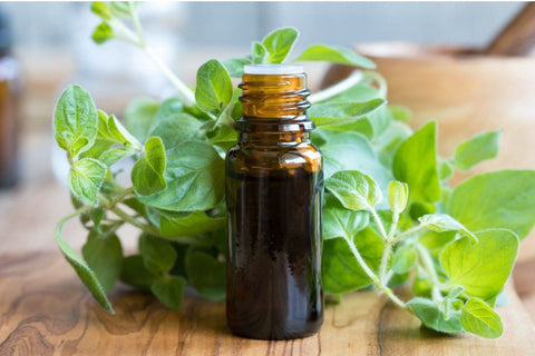 Oregano Oil For Tooth