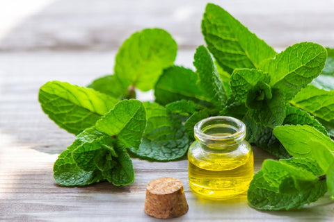 Peppermint Essential Oil For Dogs