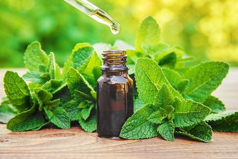 Where To Put Peppermint Oil For Sinuses?