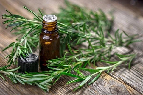 Rosemary Essential Oil For Lower Blood Pressure