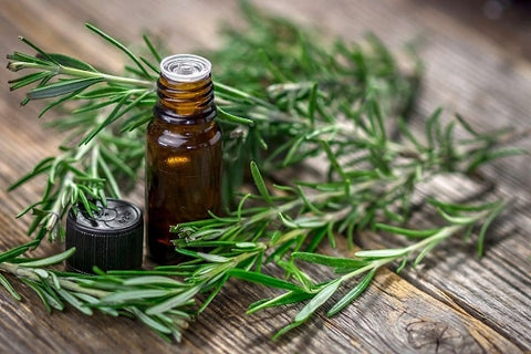 Tea Tree Oil And Rosemary Oil For Lice
