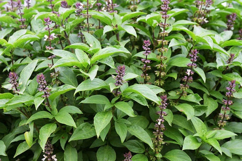 Tulsi and Orange Peel Powder Face Pack