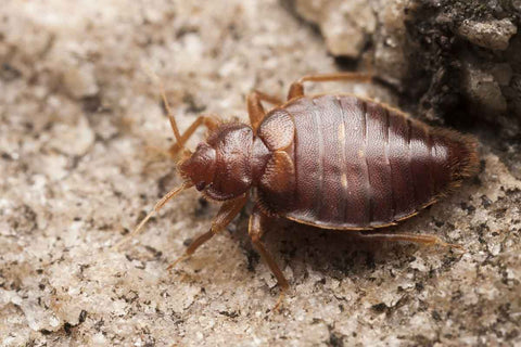 essential oils to kill bed bugs