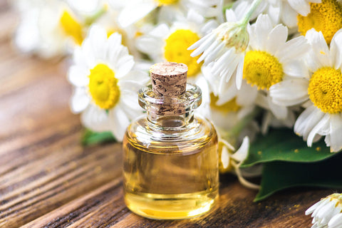 How To Use Chamomile Oil For Dogs?