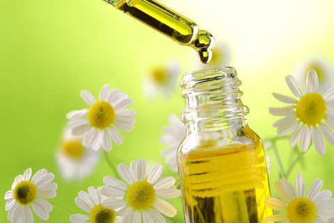 Is Chamomile Oil Good For Dogs?