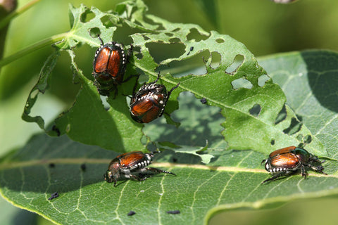 neem oil for plants pest