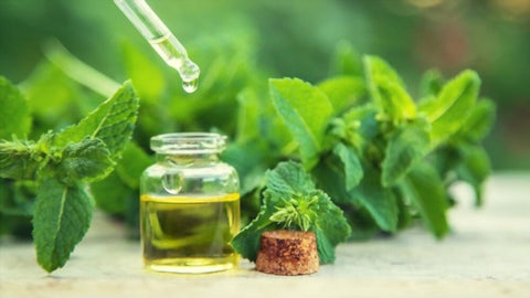 Best Peppermint essential oil brands in india