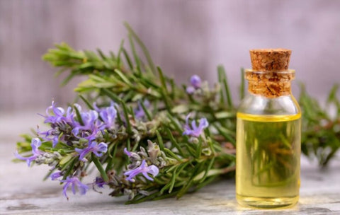 Benefits Of Rosemary Oil to Reduce Dandruff