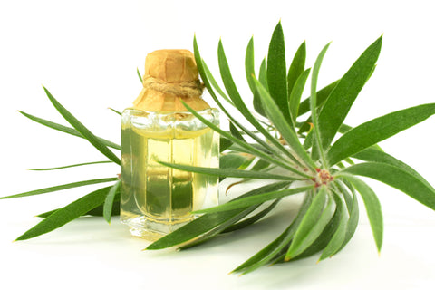 Tea Tree Essential Oil melaleuca by Liv Sea Sun -  Hong Kong