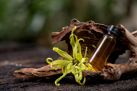 Ylang-Ylang Oil for Hair