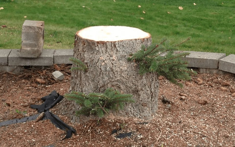 Midi Excavator - Tree Stump Removal