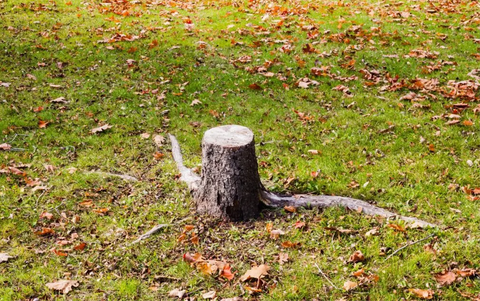 Mini Excavator - Tree Stump Removal